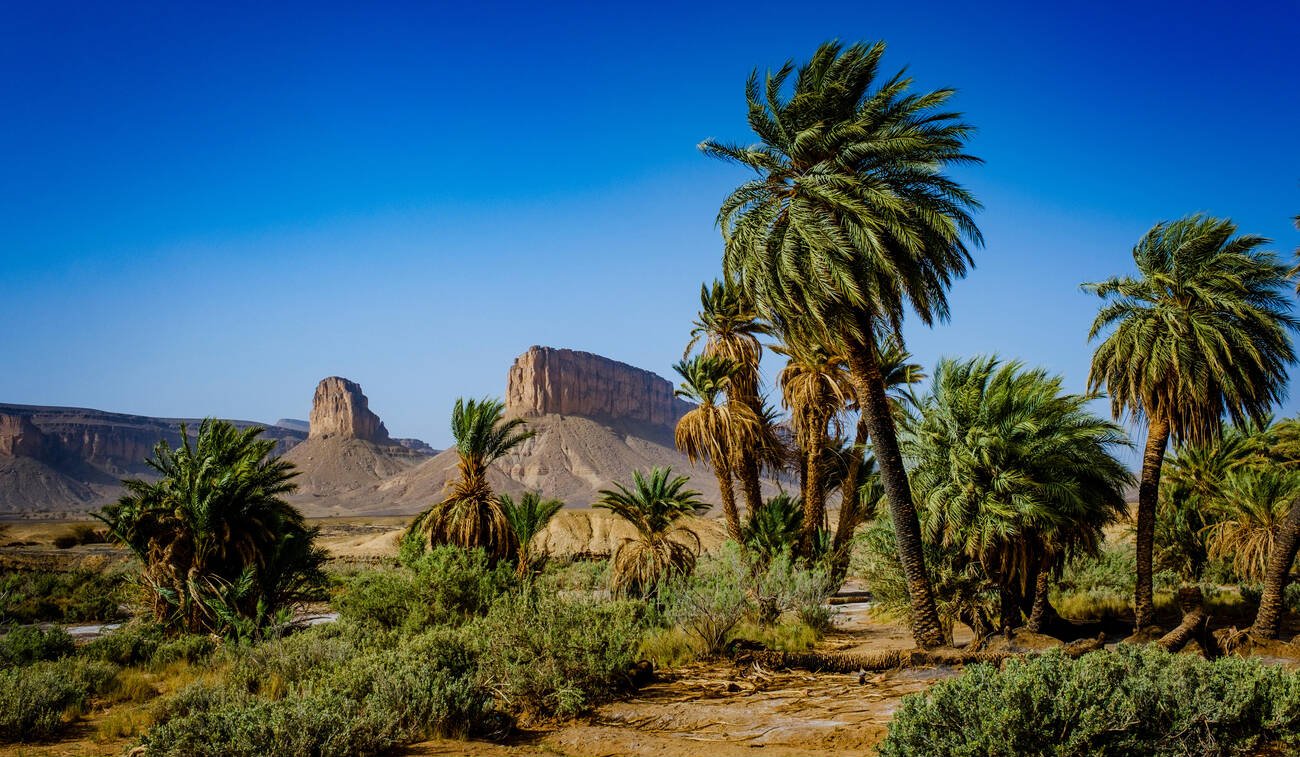 One Day Excursion to the Laarjimia Oasis from Foum Zguid